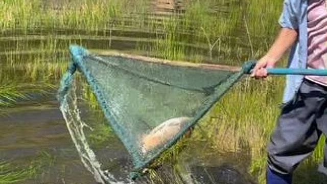 #户外捕鱼 #好大一条鱼