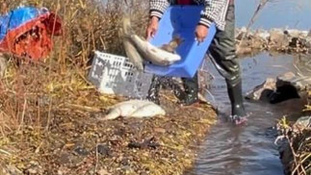 #户外捕鱼 #好大一条鱼