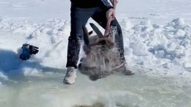 #户外捕鱼 #好多鱼