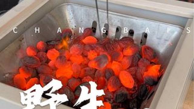 长白山野生核桃碳，高温碳化密度高温度高，可以烧烤烤肉，围炉煮茶提升氛围，#户外露营 #围炉 #围炉煮