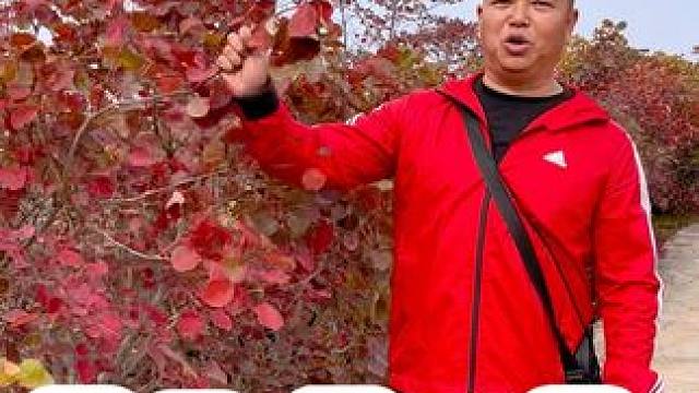 长寿山 #治愈系风景 #河南刚哥 #住进风景里 #原创视频 #红叶