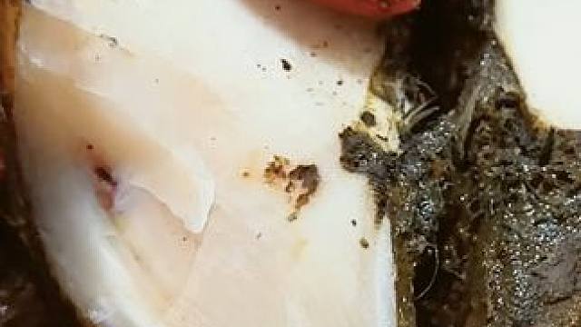 这只牛蹄总是在接近尾声时又出现新的惊喜#解压 #修牛蹄