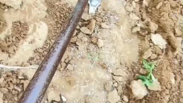 说住种子不够
还熊我半吊子无多量少里撒 咋了又#田间地头 #乡愁记忆 #农村生活