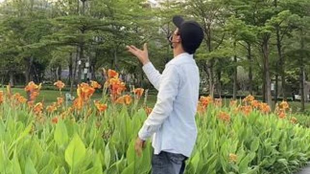 美人蕉试试这样拍太美了#手机摄影 #拍摄技巧 #美人蕉 #治愈系风景 #随手一拍都是美景