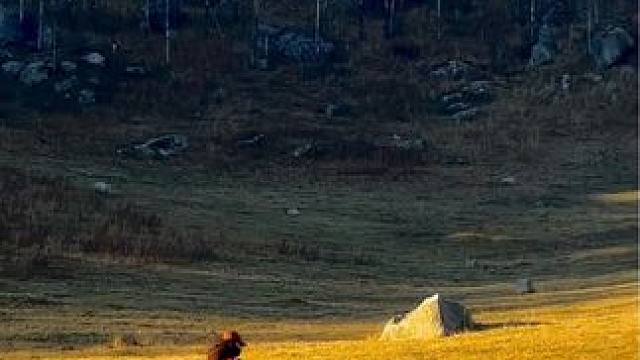 当我骑上马背 在没有天花板的旷野#旅行推荐官 #我的阿勒泰#禾木村
