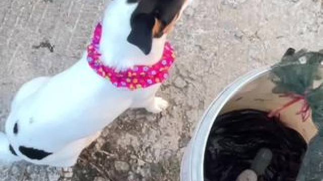 在门口旋几圈子 
              硬是没敢进家….#逮鱼摸虾 #乡愁记忆  #农村生活