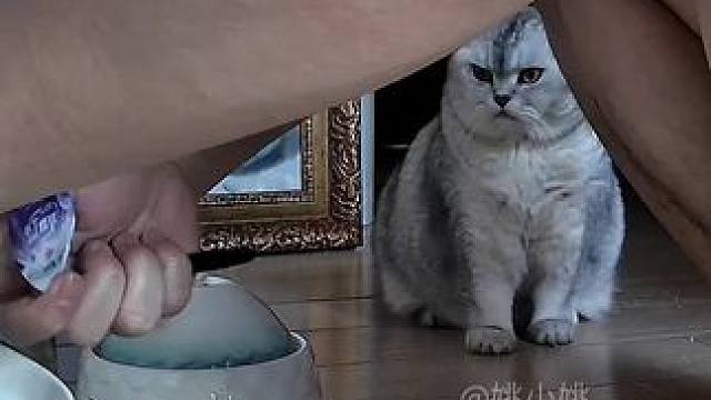 早上起来要重新给新的东西吃才行，不然就会各种找你的 #记录猫咪日常 #这小猫谁养谁不迷糊啊 #监控下