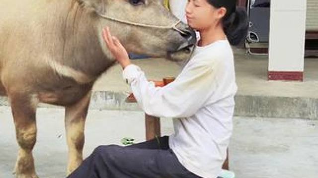 #田园生活 #农村生活 #放牛的生活