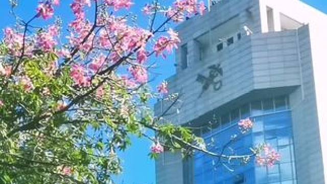 厦门城市美丽，四季花开！#手机摄影 #厦门风景 。