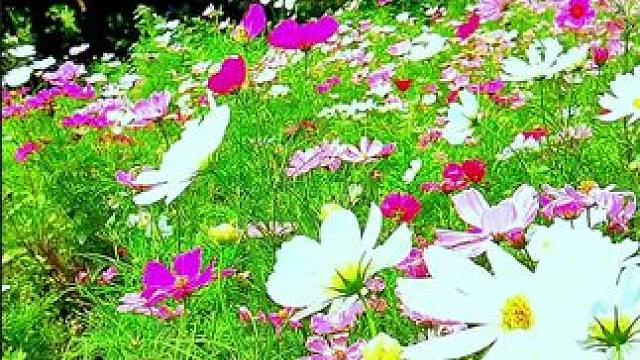 捕捉身边的花草 ，花就这样开着。