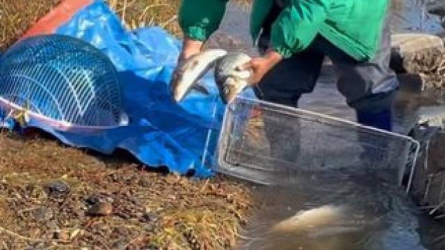 #户外捕鱼 #好多鱼