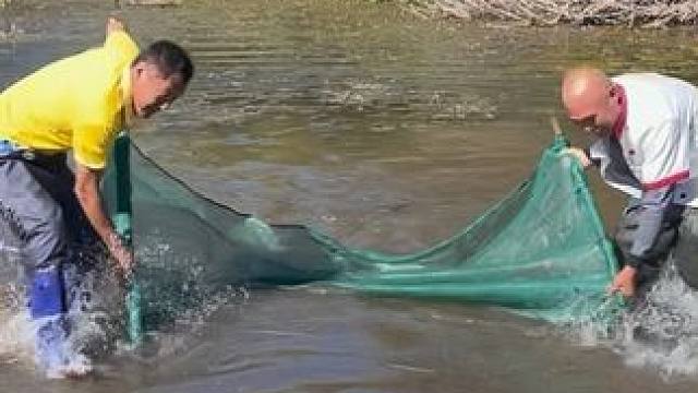 #户外捕鱼 #好多鱼