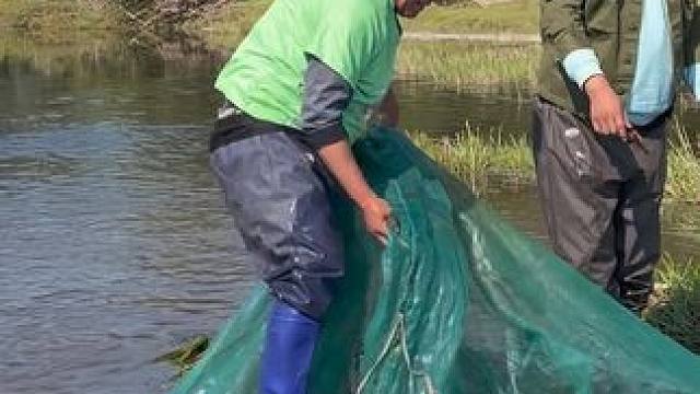 #户外捕鱼 #好多鱼