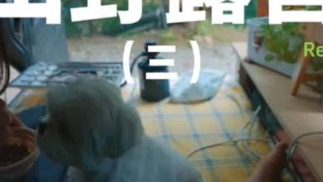 山野露营（三）#露营 #萌宠 #助眠 #解压 #户外露营