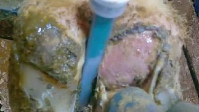 糟糕，牛牛脚底长了个口袋 #修蹄 #解压 #强迫症