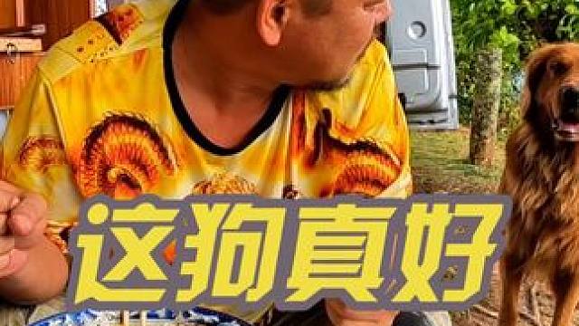 和尚看见狗就喜欢的不行，又想养一个了，下集#自驾游