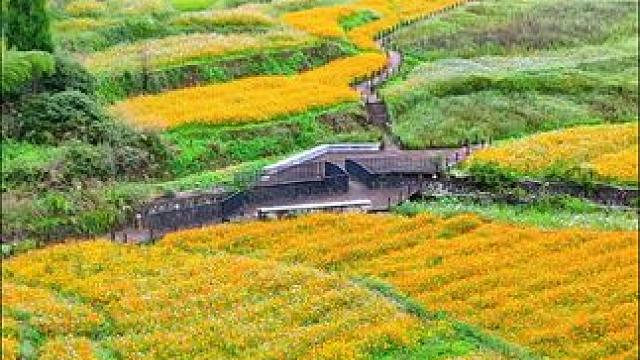 北林垟的田园花海，不仅是视觉的盛宴，更是心灵的栖息地。在这里，你可以远离城市的喧嚣和繁华，沉浸在大自