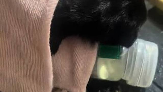 又失去了一只小杜宾 希望到此为止吧#萌宠 #小奶狗 #赛级犬 #杜宾