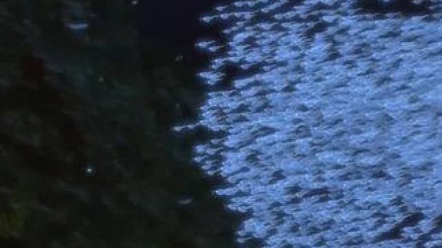 为什么说寒武纪生命大爆发？