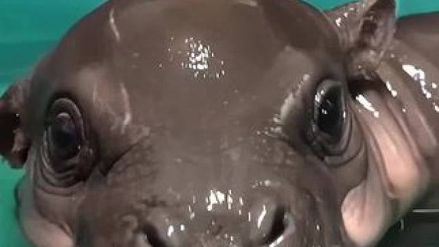 比大熊猫还珍贵的侏儒河马 #神奇动物 #动物科普
