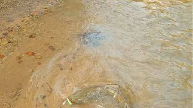 #这鱼哪个钓友看了不羡慕 #秋天正是钓鱼好时节 #钓鱼的乐趣只有钓鱼人懂