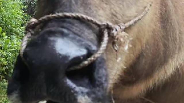 #田园生活 #农村生活 #放牛的生活