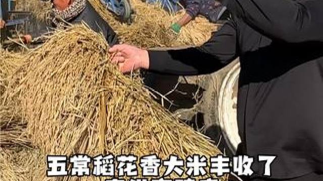 新米稻花香已到达高碑店，自产自销，雨行餐饮自己的种植基地，假一赔十#高碑店 #高碑店同城 #保定