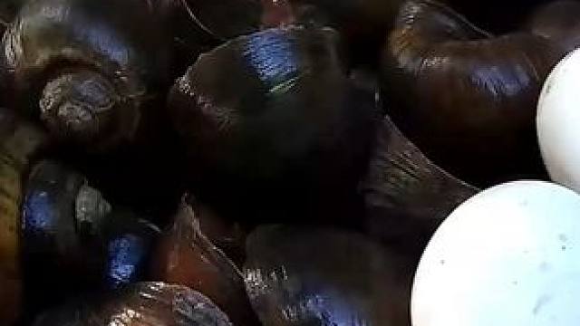 女孩煮芋头块茎、螺肉作为食物食用 #野外生活纪录片 #大自然的馈赠 #山间小溪 #大山里的味道 #原