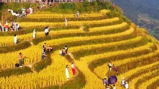龙脊梯田又到了一年中最美的季节，这次你们不来，错过就要等明年了
#治愈系风景 #稻田风光 #秋天