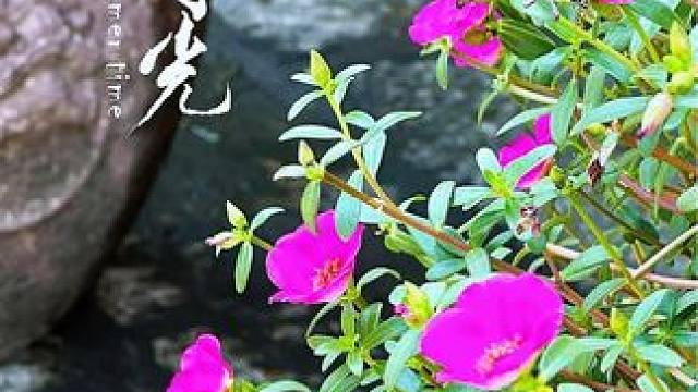 拍摄简单，构图难，记住这一点，做减法，随手一拍就是美照#手机摄影 #捕捉身边的花草 #构图技巧 #抖