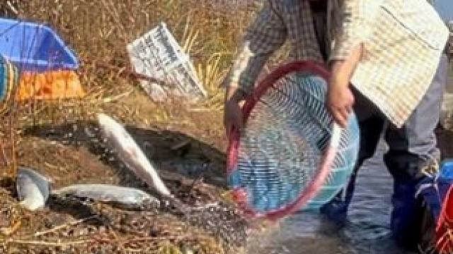 #户外捕鱼 #好多鱼