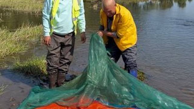 #户外捕鱼 #好多鱼