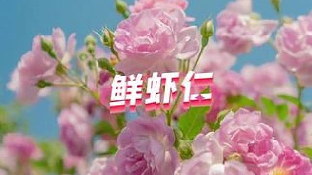 虾仁抱蛋 我家一直买这个南美白对虾的大虾仁 手工去壳去虾线的 处理的很干净 超级方便
#南美白对虾 