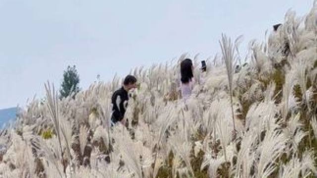 嵩顶草甸 #治愈系风景 #河南刚哥 #原创视频 #随手一拍都是美景 #芦苇荡美景