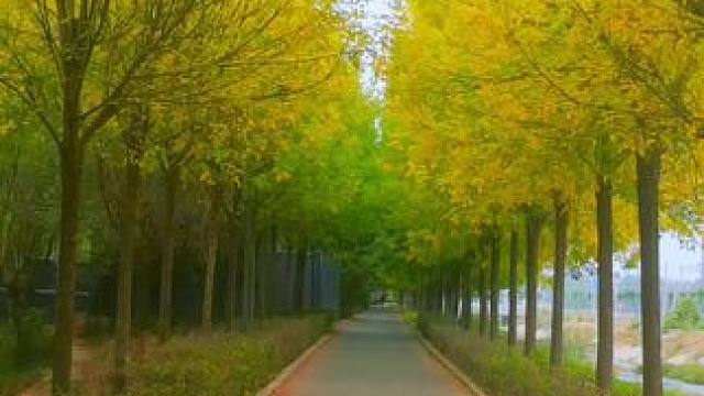 #片片枫叶情 ！