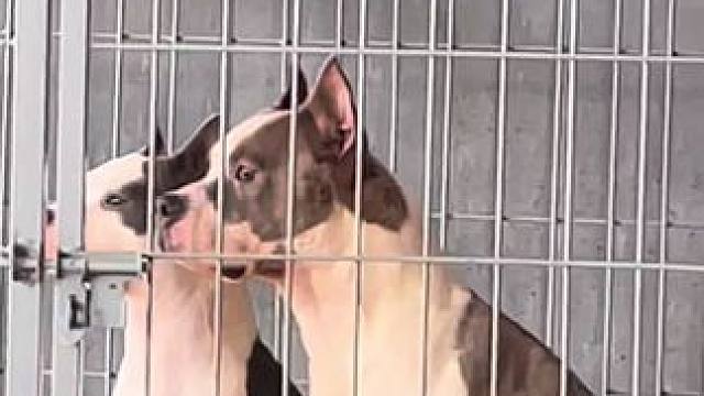 家里养两只狗或两只以上的 请留下它们同框的照片 和谐吗#斯塔福 #赛级犬 #萌宠