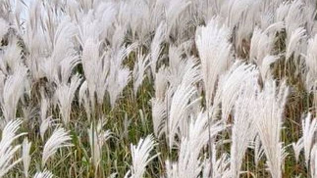 嵩山草甸 #治愈系风景 #河南刚哥 #芦苇荡美景 #原创视频 #户外随拍