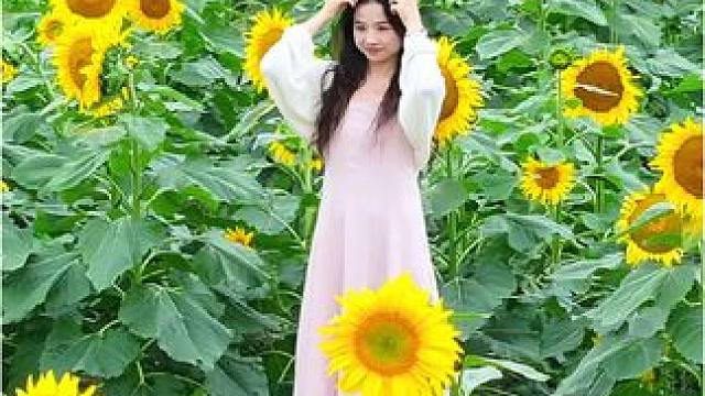 在这里，你可以忘却生活的烦恼，沉浸在大自然的美丽与宁静之中。与亲朋好友一起，在向日葵花海中留下美好的