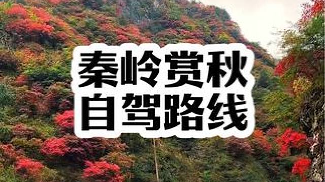 接下来一段时间秦岭是这样子的！五彩缤纷，层林尽染，是你自驾游拍照打卡的不二之选！不但能游山玩水，还有