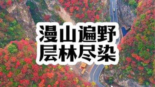 最新拍摄：西安周边自驾赏秋路线（101省道蓝田~商洛黑龙口段）路况良好，目前百分之70的红叶已经红了