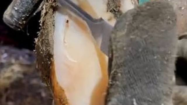 深不见底的小孔里到底有什么#解压 #修牛蹄