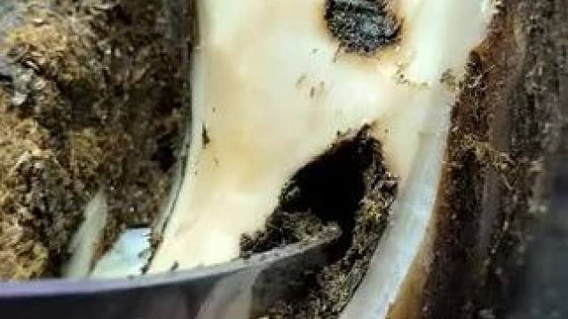 牛蹄出现一个大洞深不见底#解压 #修牛蹄