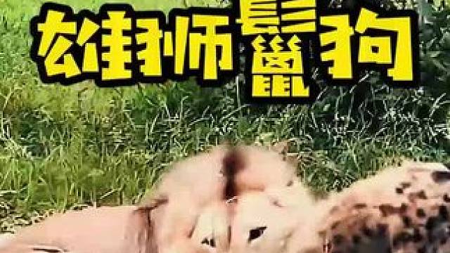 鬣狗女王被雄狮疯狂输出#野生动物零距离 #动物的迷惑行为 #弱肉强食的动物世界