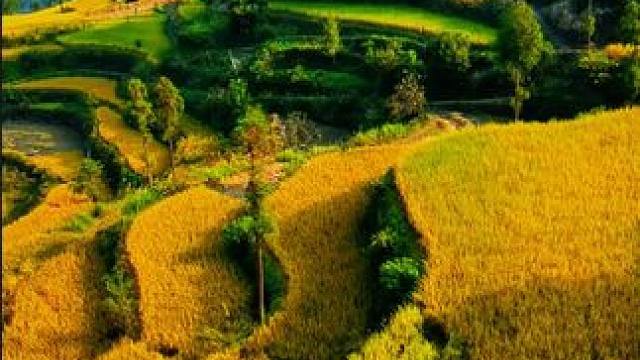 永嘉茗岙梯田，稻谷熟了 ，丰收时节来一场乡村游吧 。