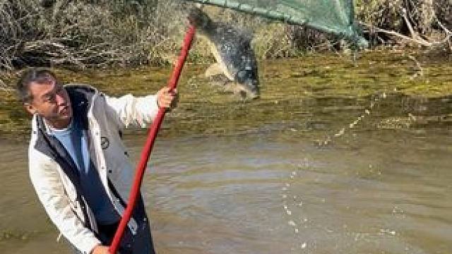 #户外捕鱼 #好大一条鱼