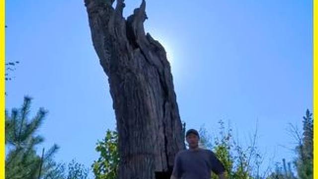 这是我见过最安全的庇护所，它的建造方式十分独特！ #荒野建造 #解压 #野外建造