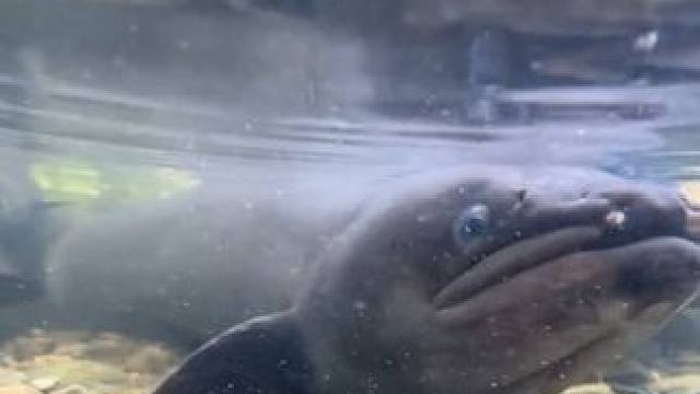 一座小型发电站 #国外视频分享 #电鳗 #水下拍摄