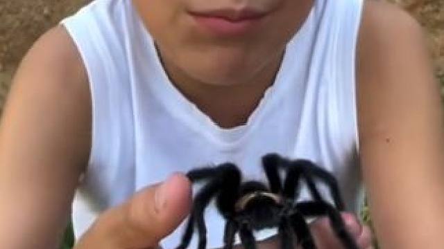 捕鸟蛛的一种，墨西哥金背红尾蜘蛛 #国外视频分享 #奇妙的动物 #昆