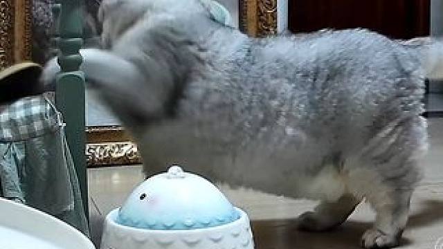 阿蛋比这个大胡萝卜还高 #oi小猫有点火热啊 #监控下的一幕 #这小猫谁养谁不迷糊啊