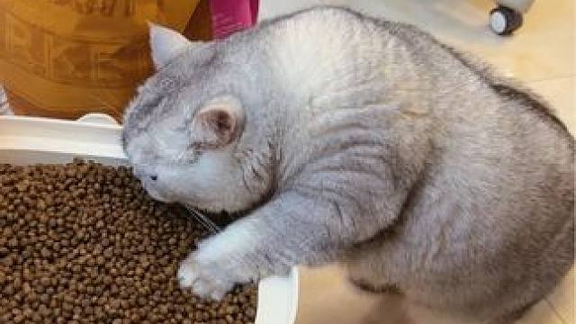 15斤猫粮半年吃完咯，又给阿蛋新买了一袋～ #记录猫咪日常 #随拍 #oi小猫有点火热啊